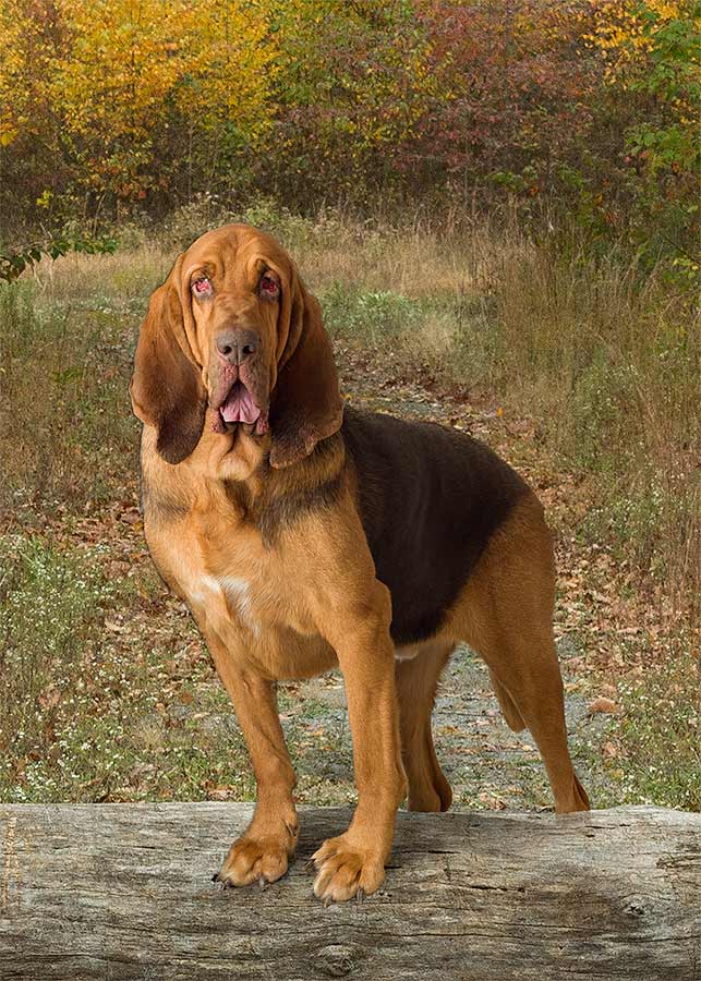 A bloodhound dog standing on top of a rock.