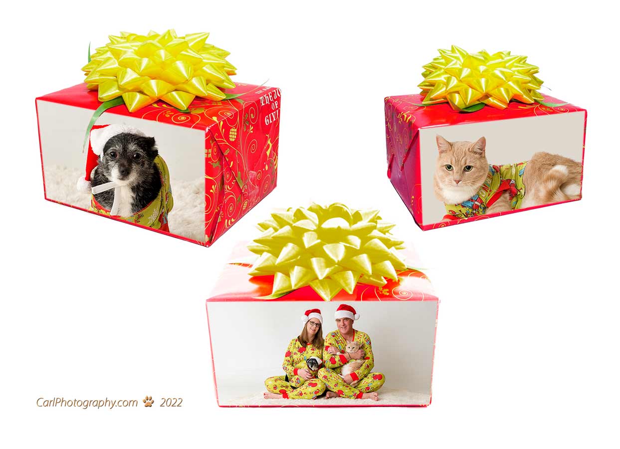 Three gift boxes with bows and a dog, cat and bird.