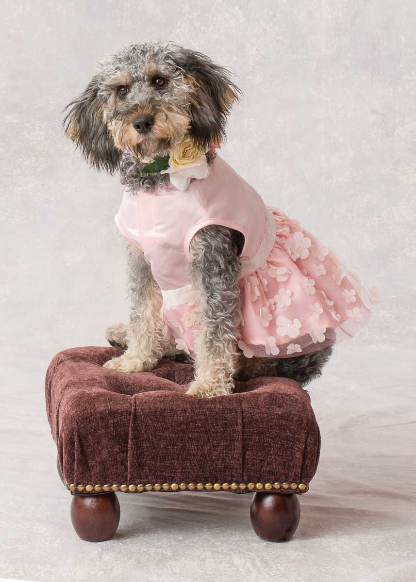A dog in pink dress sitting on top of ottoman.