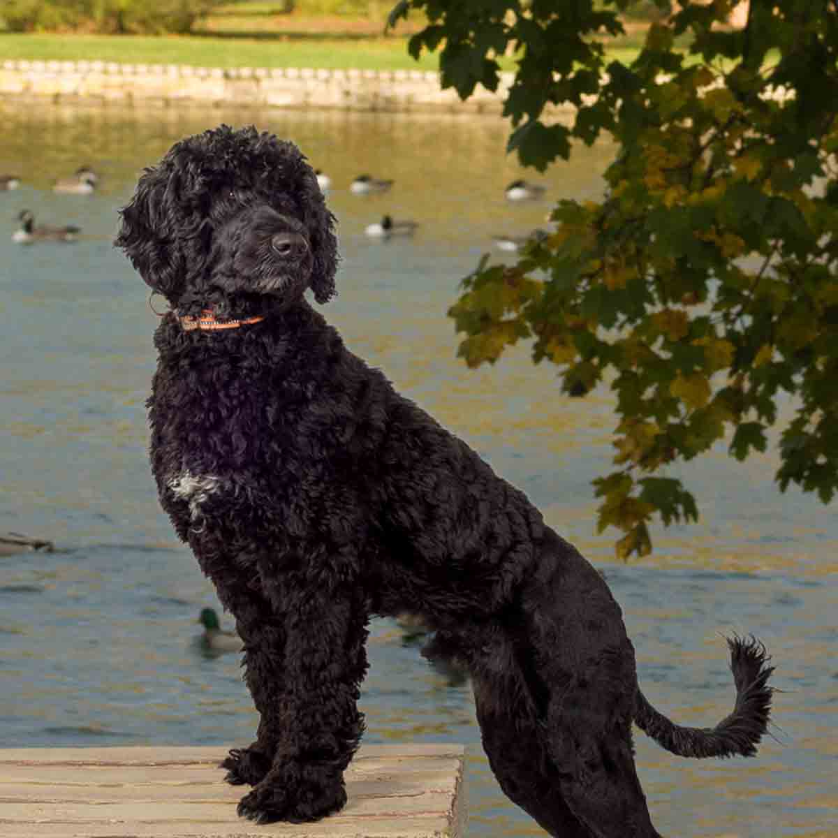 A black dog standing on top of a wooden dock.