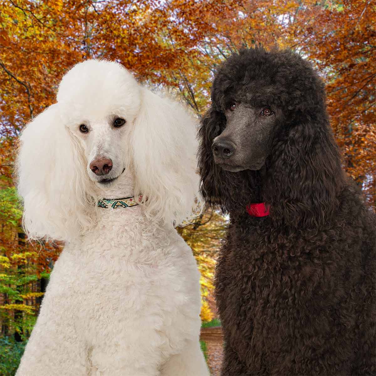 Two dogs standing next to each other in a park.