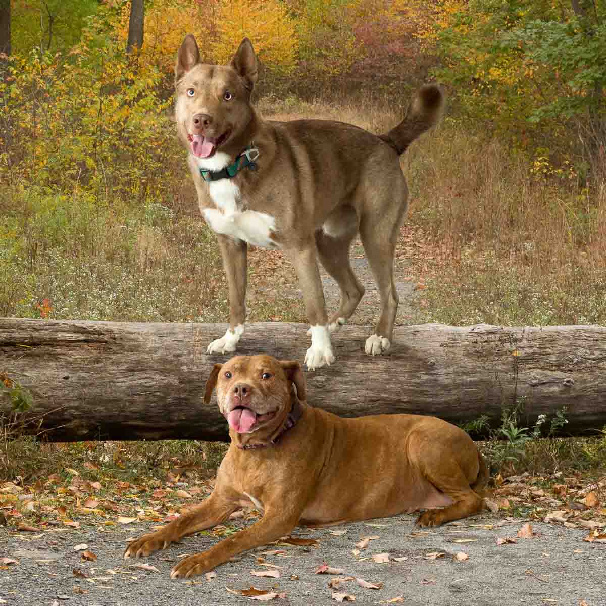Two dogs are sitting on a log and one is standing up.