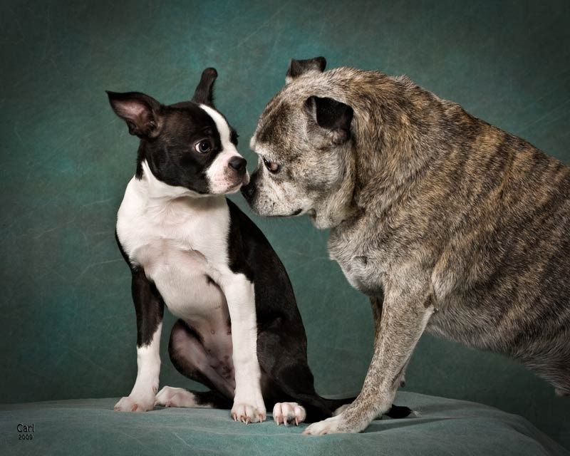 A dog and its puppy are kissing each other.