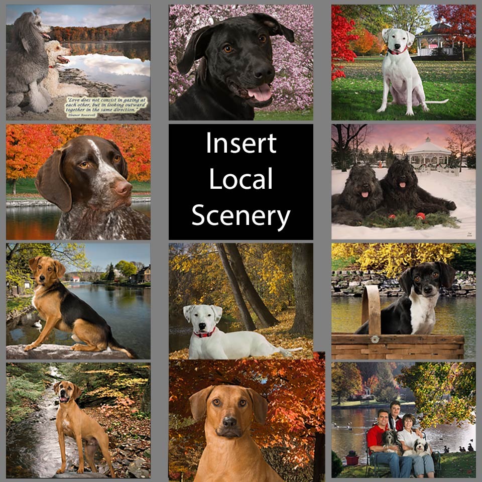 A collage of different dogs with caption " insert local scenery ".