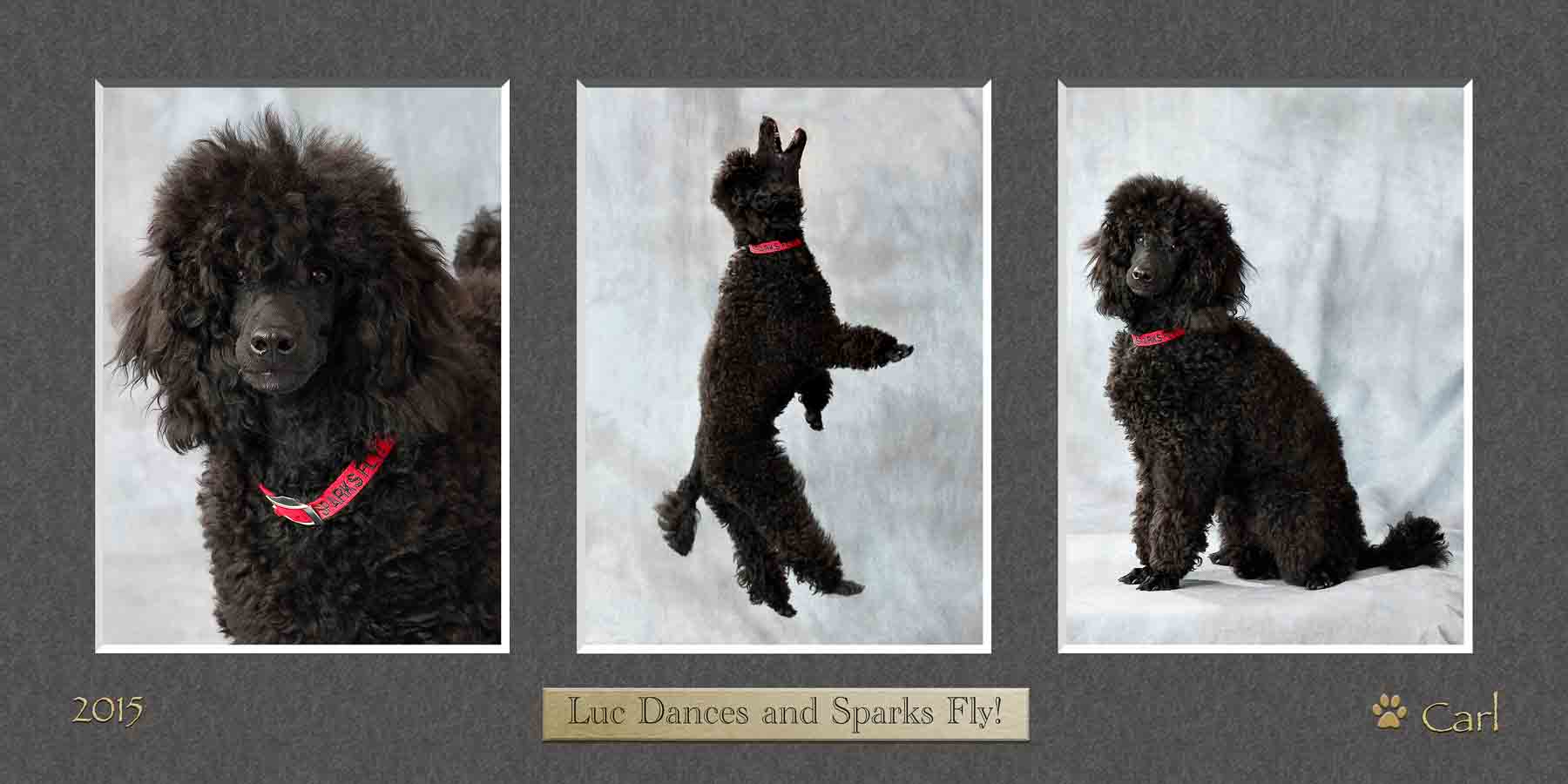 A collage of three pictures with a dog jumping in the air.