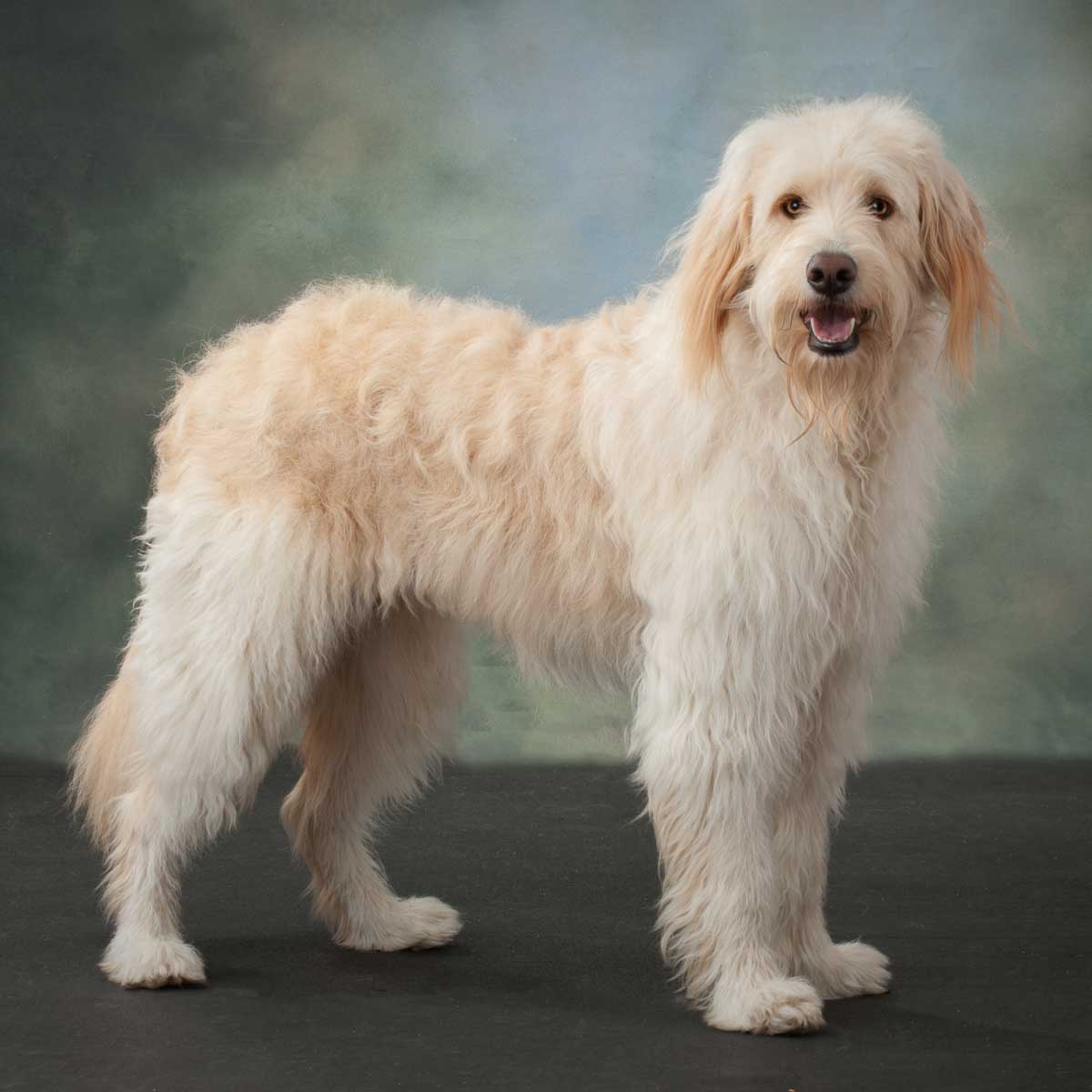 A white and brown dog standing on top of a black floor.