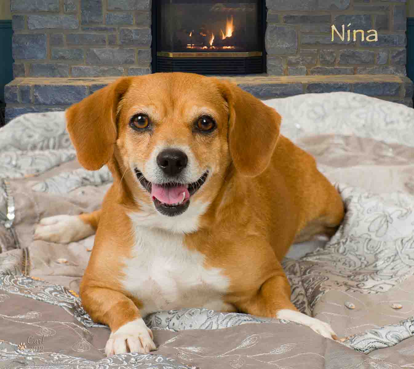 A dog laying on the bed in front of a fireplace.
