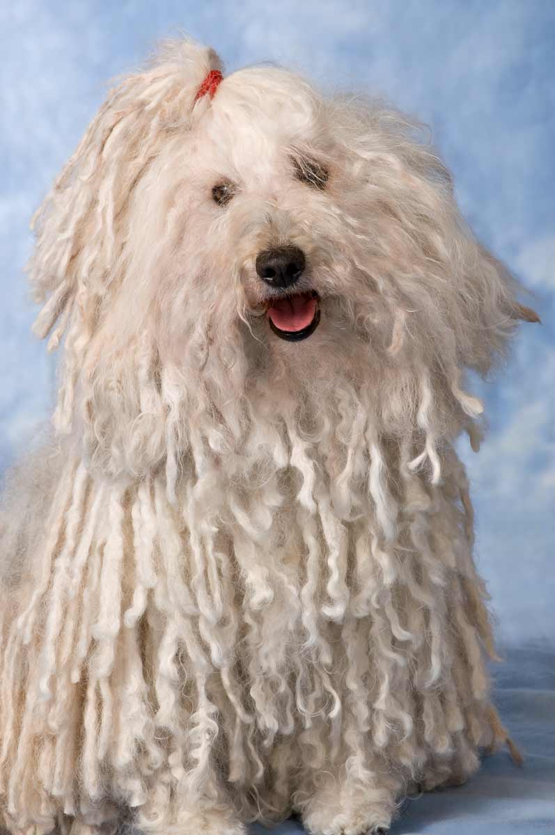 A white dog with long hair is standing.