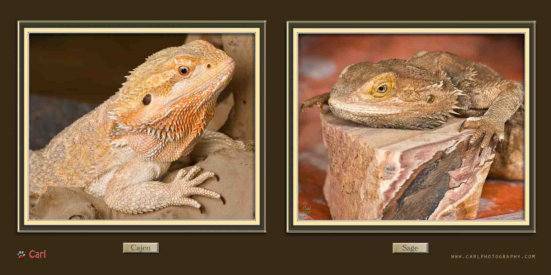 Two pictures of a lizard with different colors.