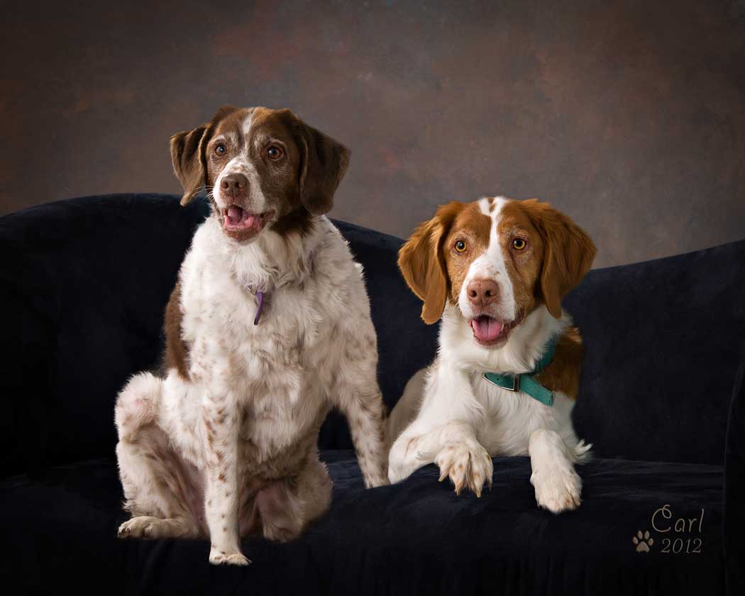Two dogs sitting on a couch next to each other.
