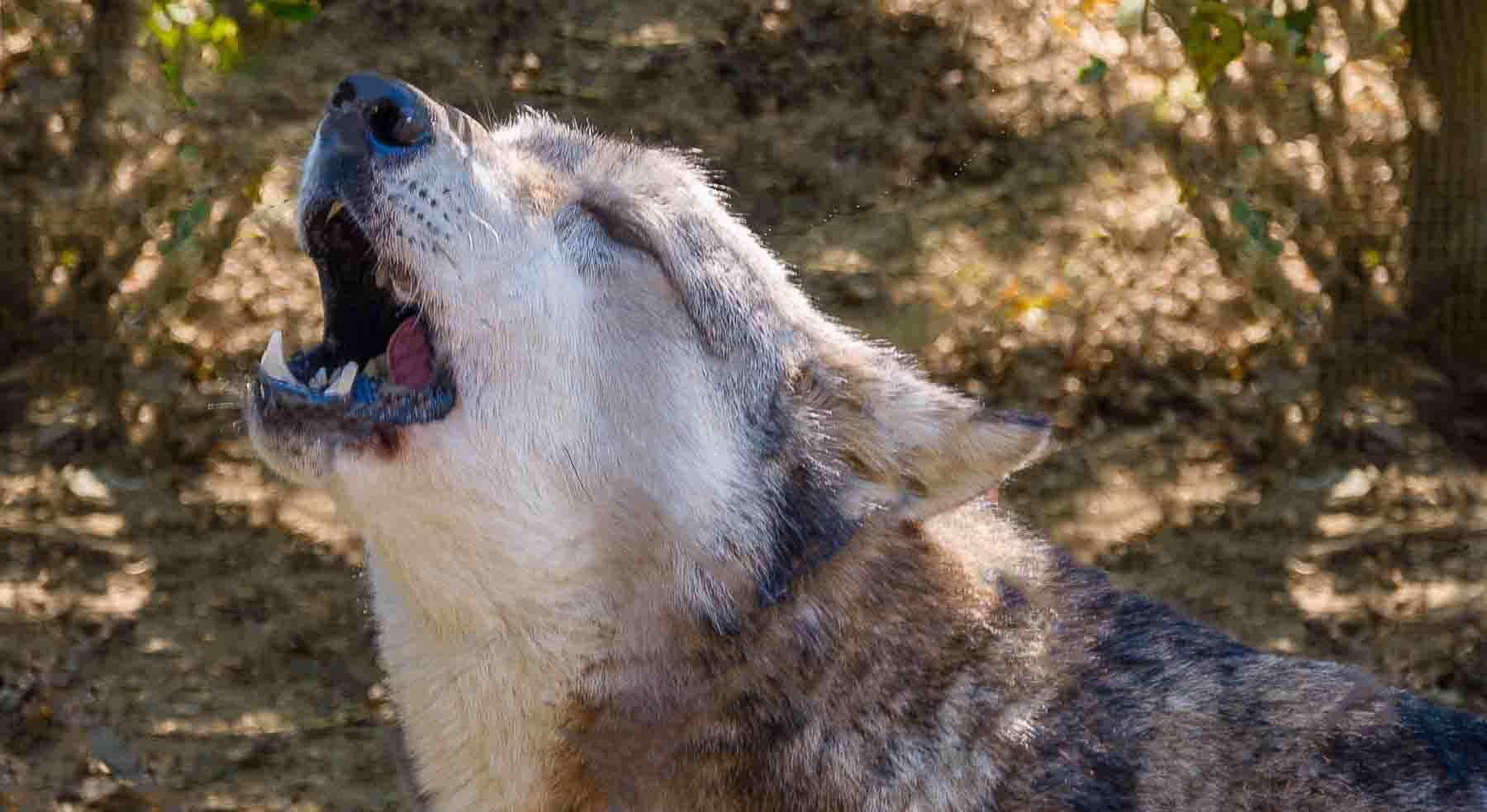 A wolf is barking with its mouth open.