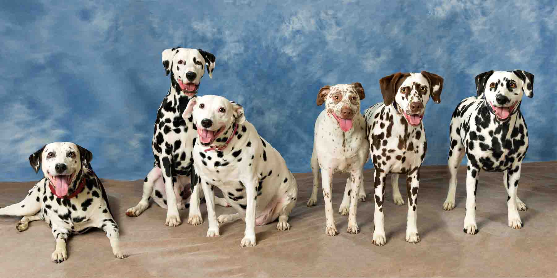 Four dalmatian dogs sitting in a row on the ground.
