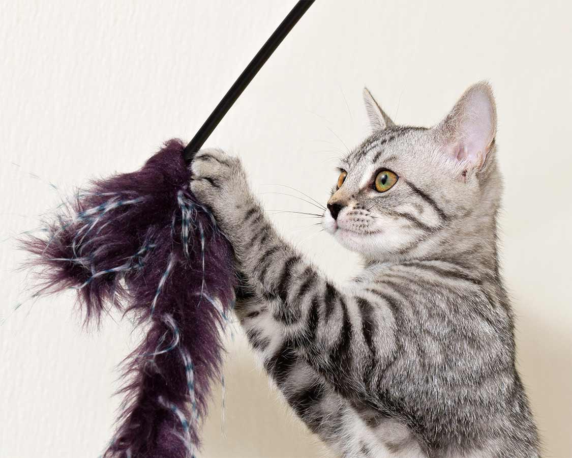 A cat playing with a feather toy on the wall.
