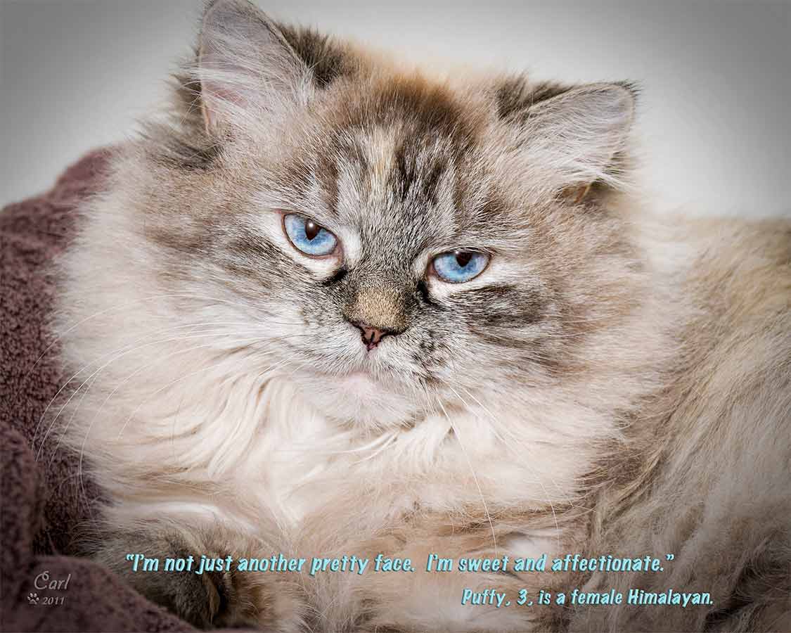 A cat with blue eyes and a quote on the side.