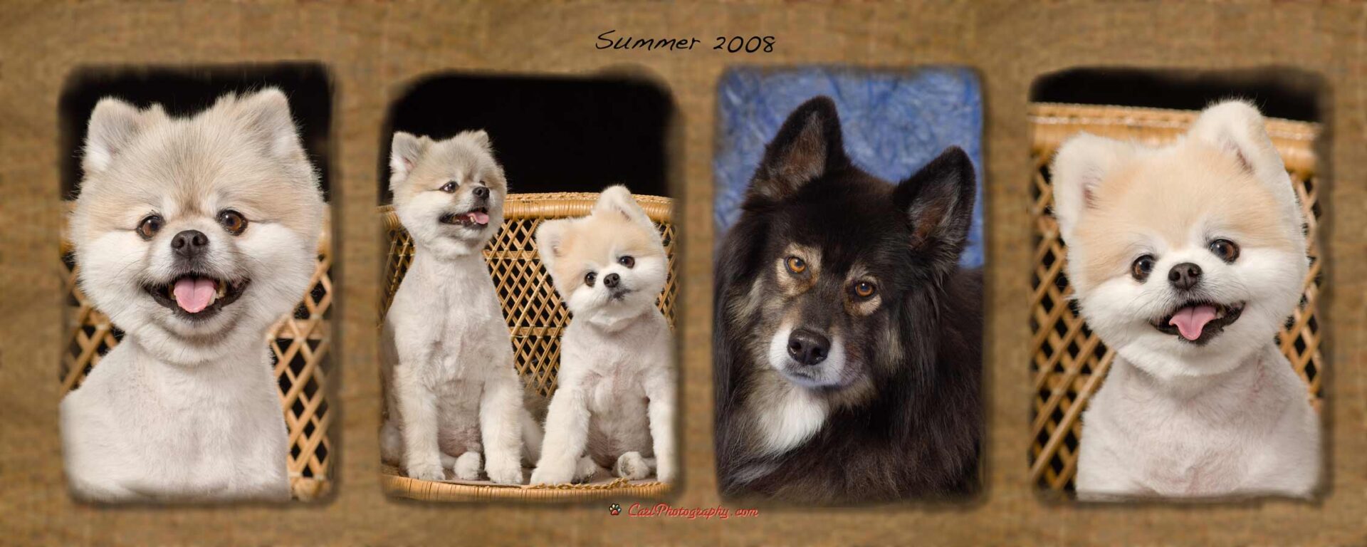 Two pictures of dogs are shown side by side.