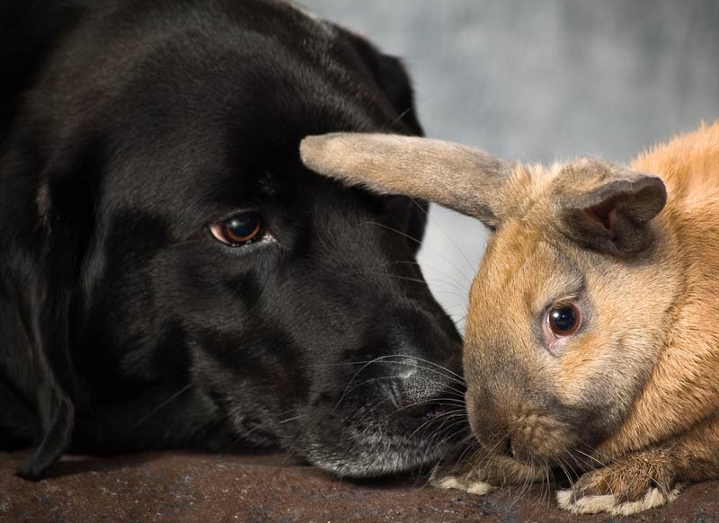 A dog and rabbit are looking at each other.