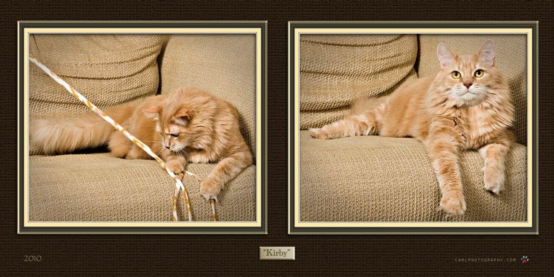 Two pictures of a cat on the couch